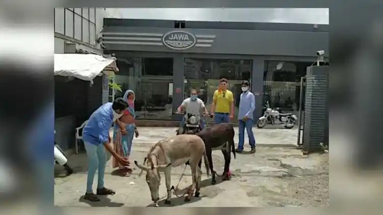 Selalu Rusak, Pemilik Motor Membawa Keledai ke Dealer Jawa Motorcycles