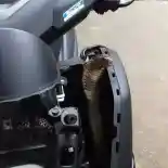 Yamaha NMax Kembali Bikin Heboh Karena Kemasukan Ular