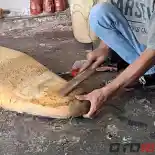 Kelebihan dan Kekurangan Memapras Busa Jok Motor, Apa Saja? Kelebihan dan Kekurangan Memapras Busa Jok Motor, Apa Saja?