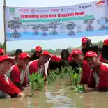 Cerita Honda Ketika Menanam Mangrove di Muara Gembong