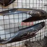 Ragam Aksesoris GMA Product: Percantik Tampilan dan Tetap Fungsional